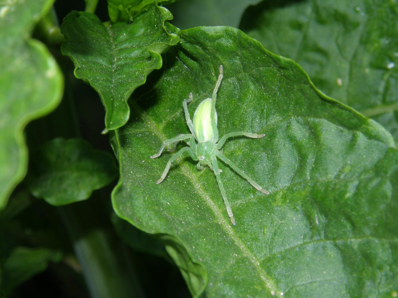 Micrommata virescens