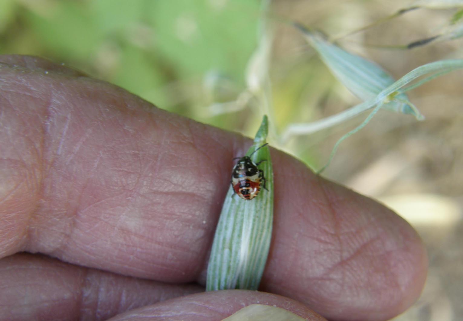 Pentatomidae: giovani di specie diverse a Cornaredo (MI)