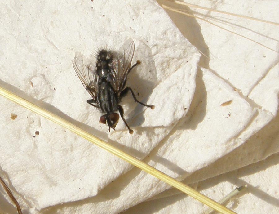 Sarcophaga sp., maschio (Sarcophagidae)