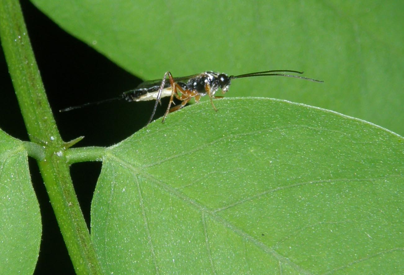 Lunga coda e lunghe antenne (Ichneumonidae )