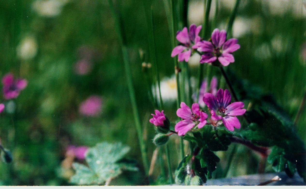 Geranium molle