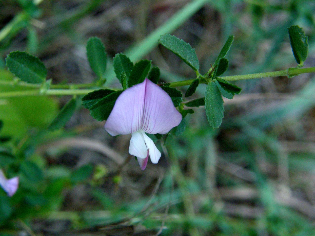 Ononis spinosa / Ononide spinosa