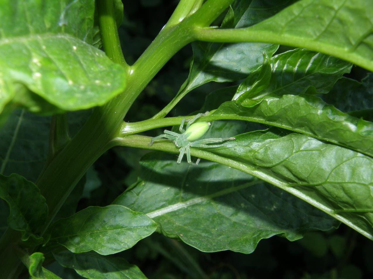 Micrommata virescens