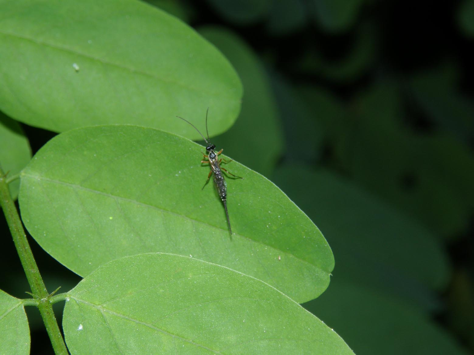 Lunga coda e lunghe antenne (Ichneumonidae )