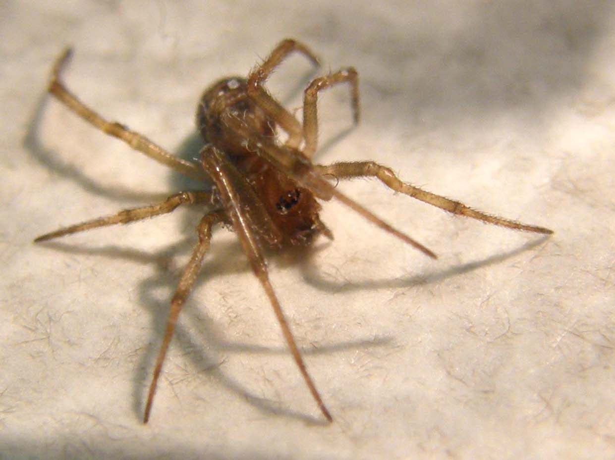 Steatoda triangulosa