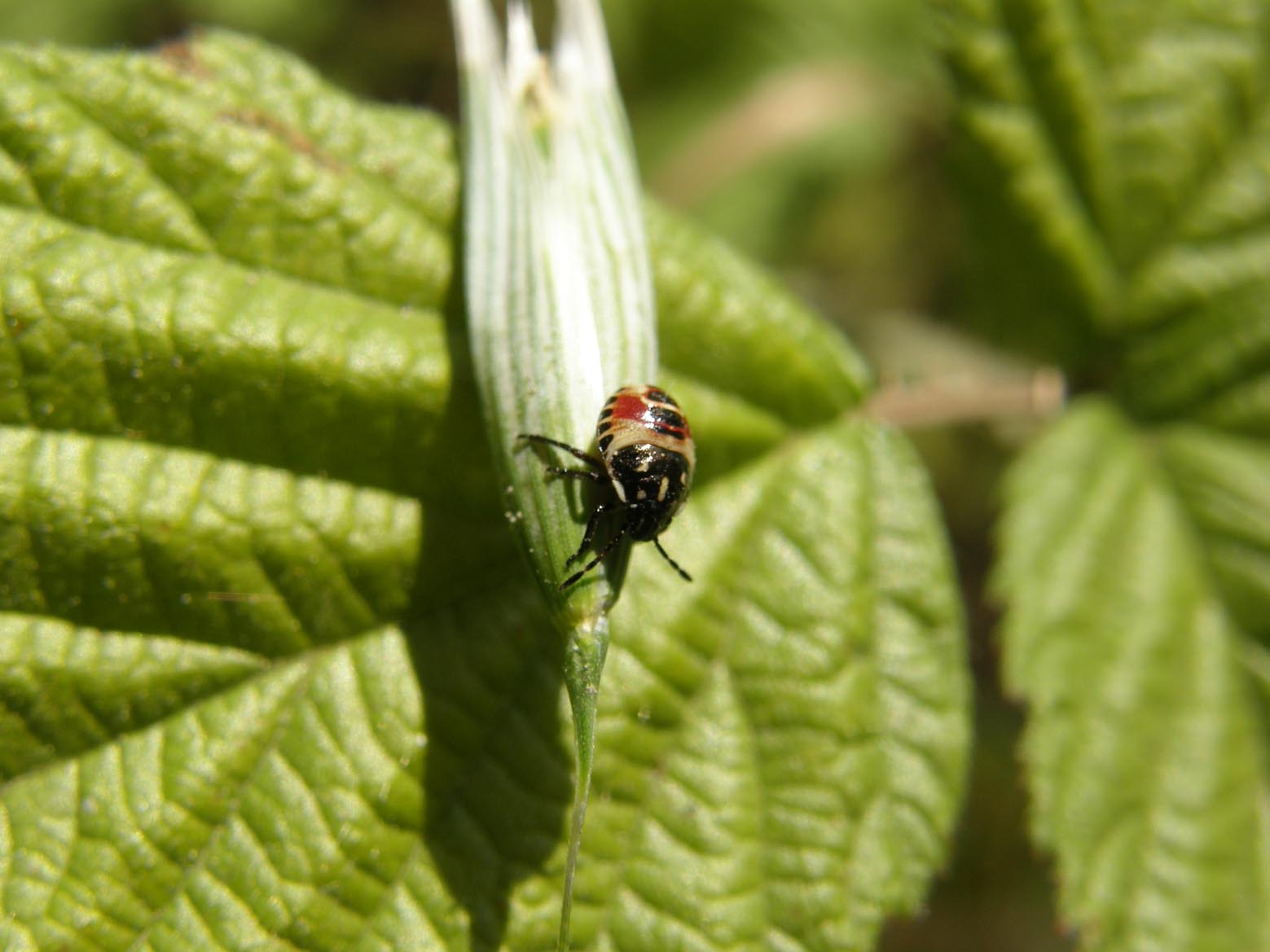 Pentatomidae: giovani di specie diverse a Cornaredo (MI)