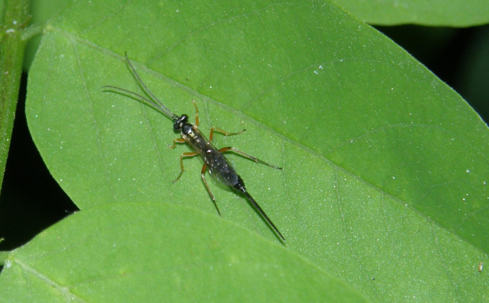 Lunga coda e lunghe antenne (Ichneumonidae )