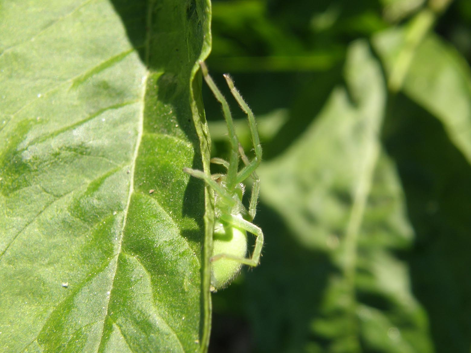 Micrommata virescens