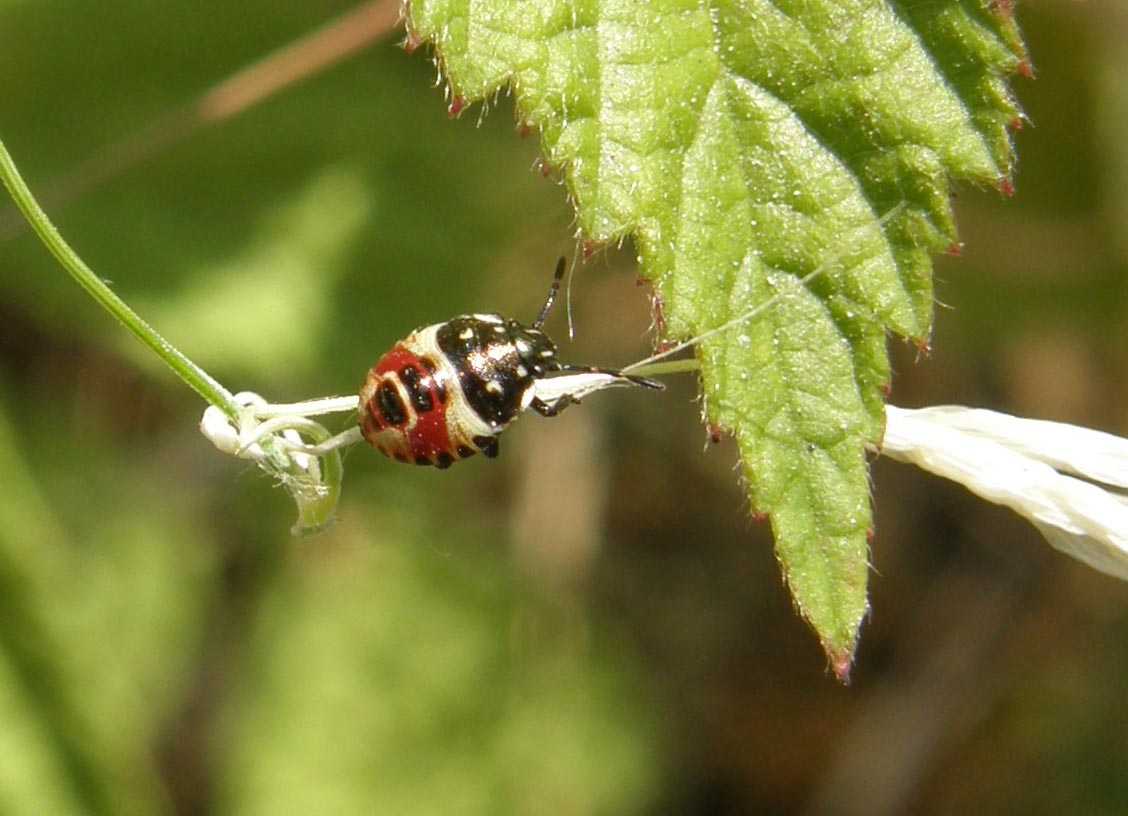 Pentatomidae: giovani di specie diverse a Cornaredo (MI)