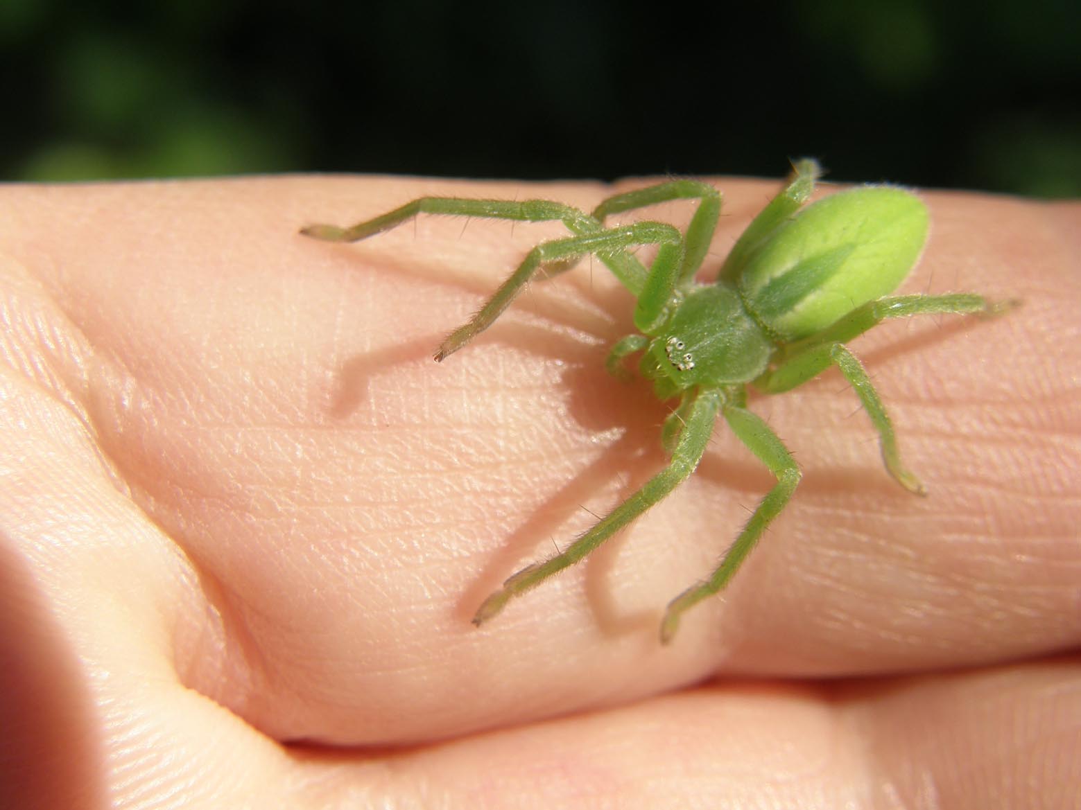 Micrommata virescens