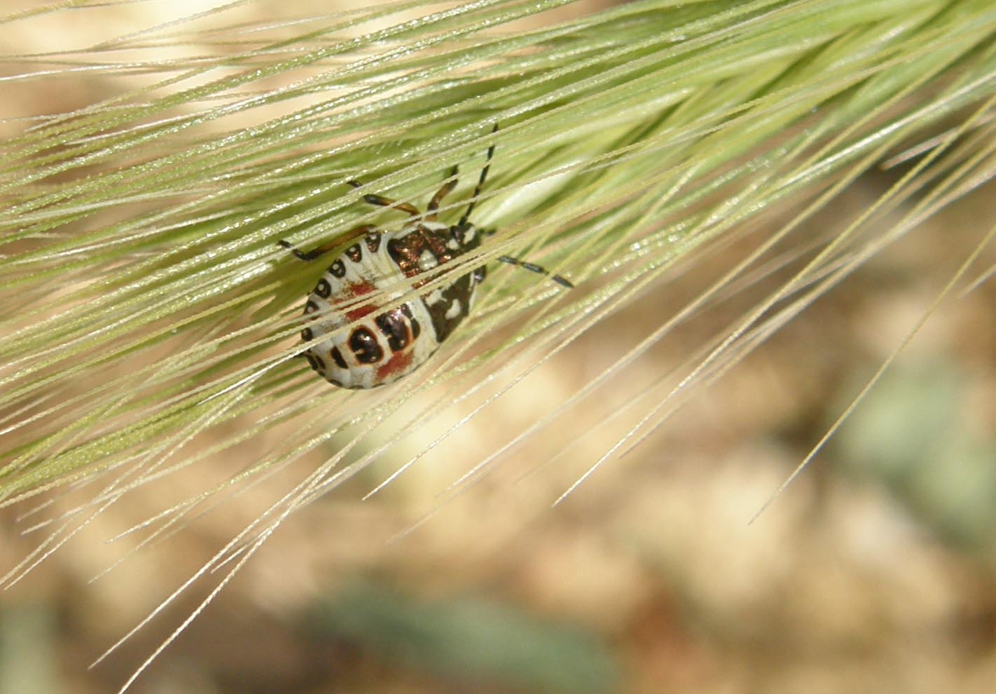 Pentatomidae: giovani di specie diverse a Cornaredo (MI)