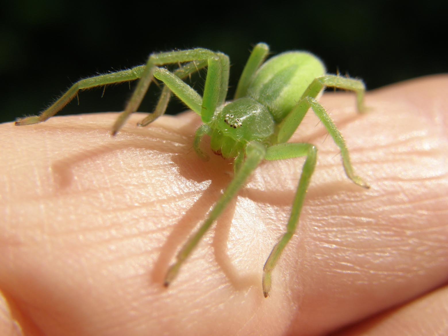 Micrommata virescens