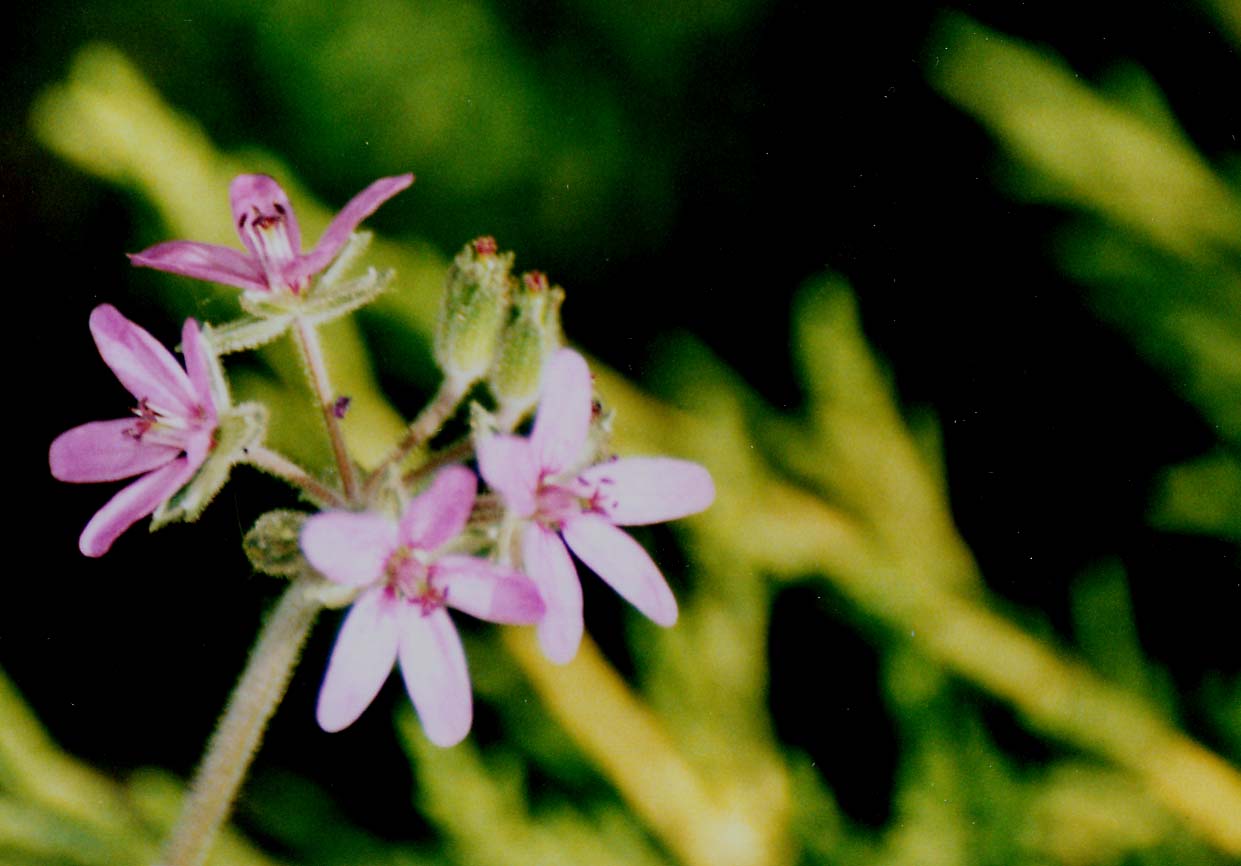 Erodium cicutarium e Geranium robertianum
