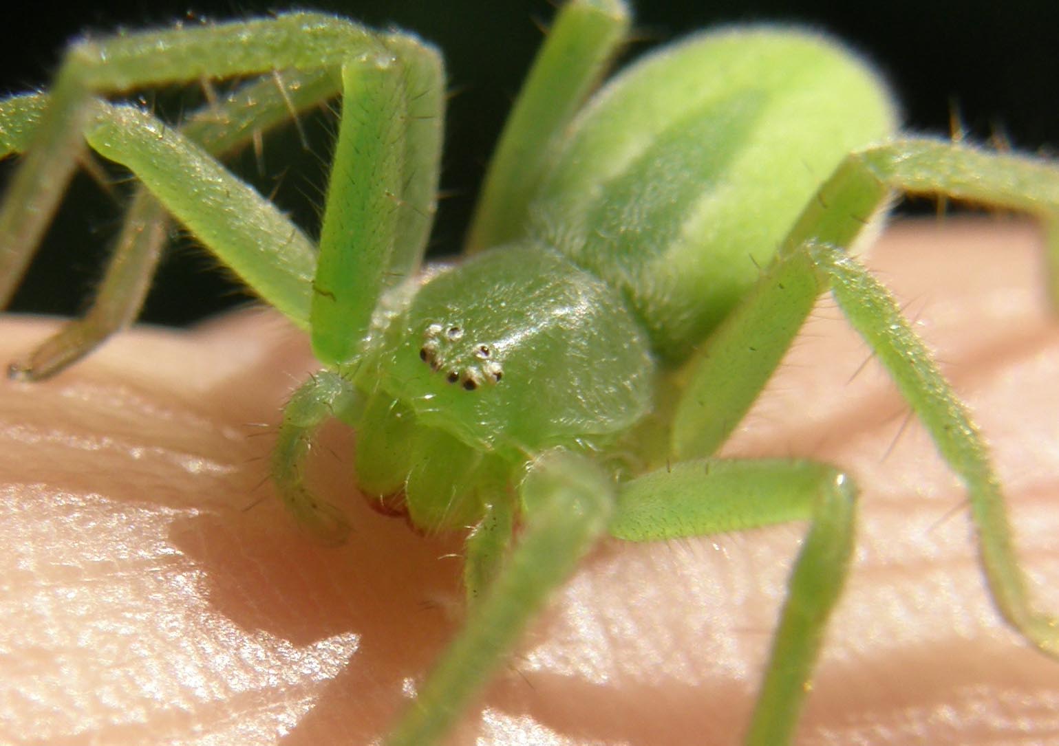 Micrommata virescens