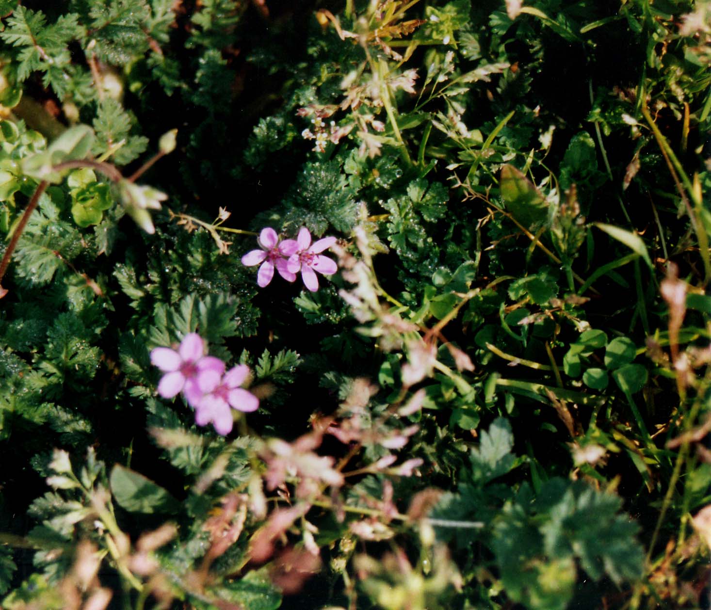 Erodium cicutarium e Geranium robertianum