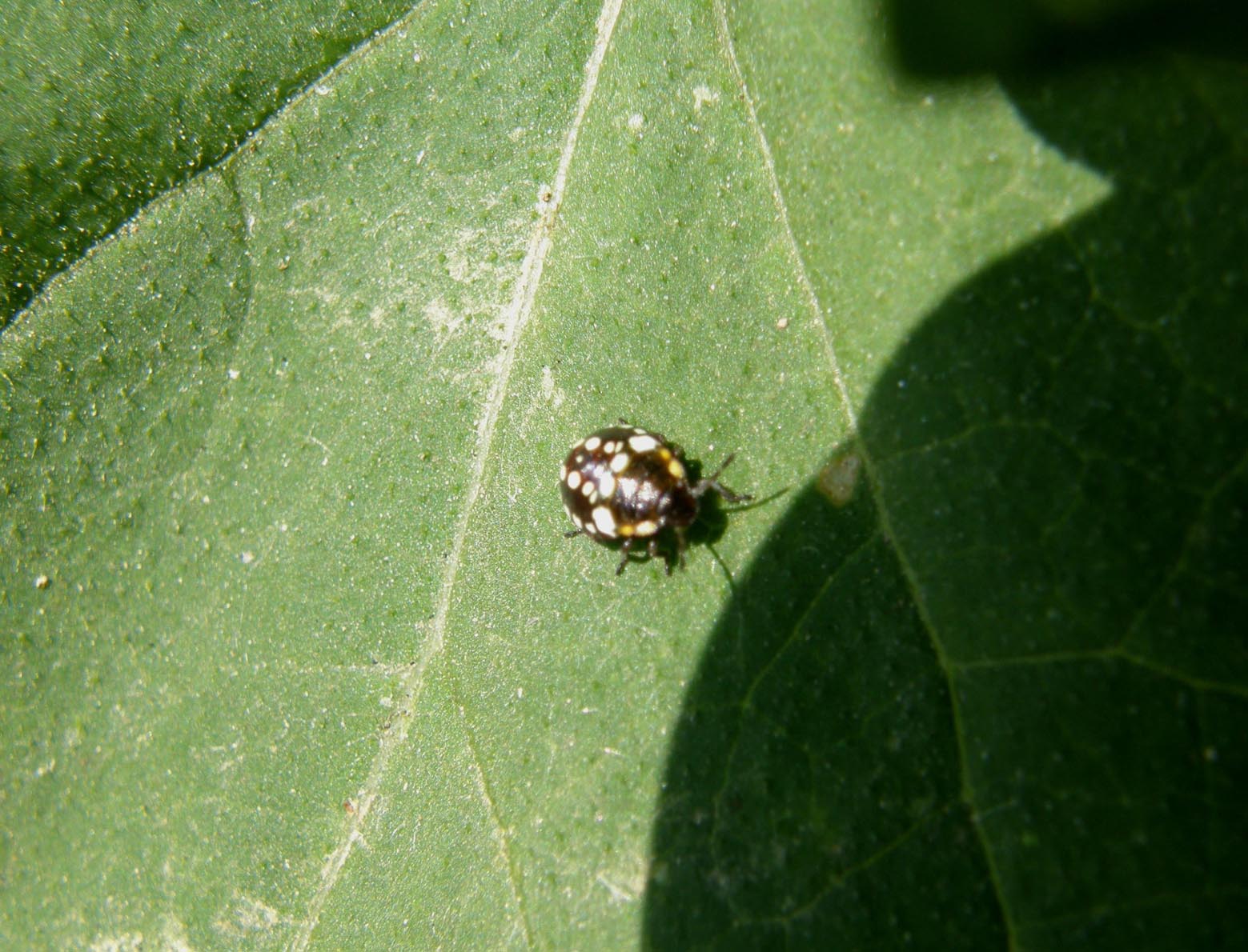 Pentatomidae: giovani di specie diverse a Cornaredo (MI)