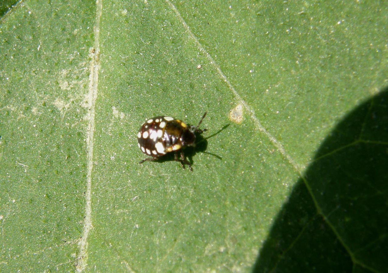 Pentatomidae: giovani di specie diverse a Cornaredo (MI)