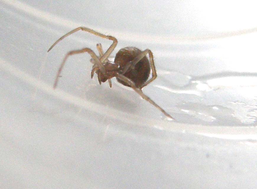 Steatoda triangulosa