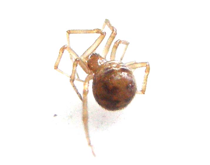 Steatoda triangulosa