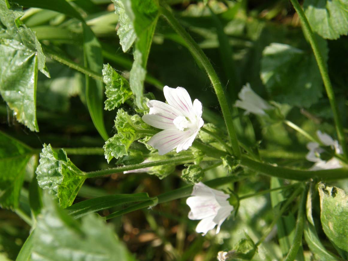 Malva neglecta / Malva domestica