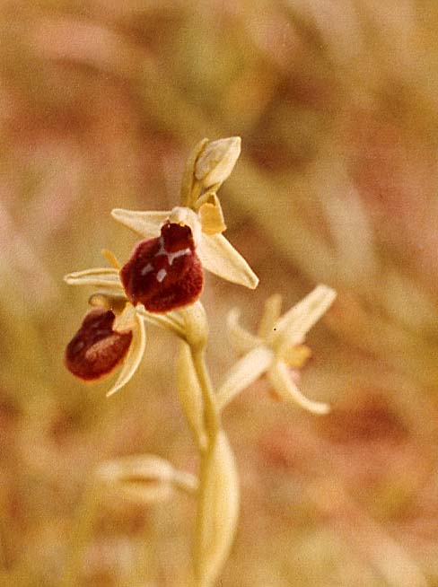 Orchidee del  lago d''Iseo