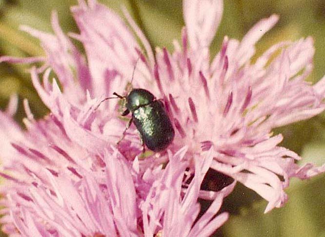 Chrysomelidae: Cryptocephalus cfr. hypocoeridis e Oreina sp.