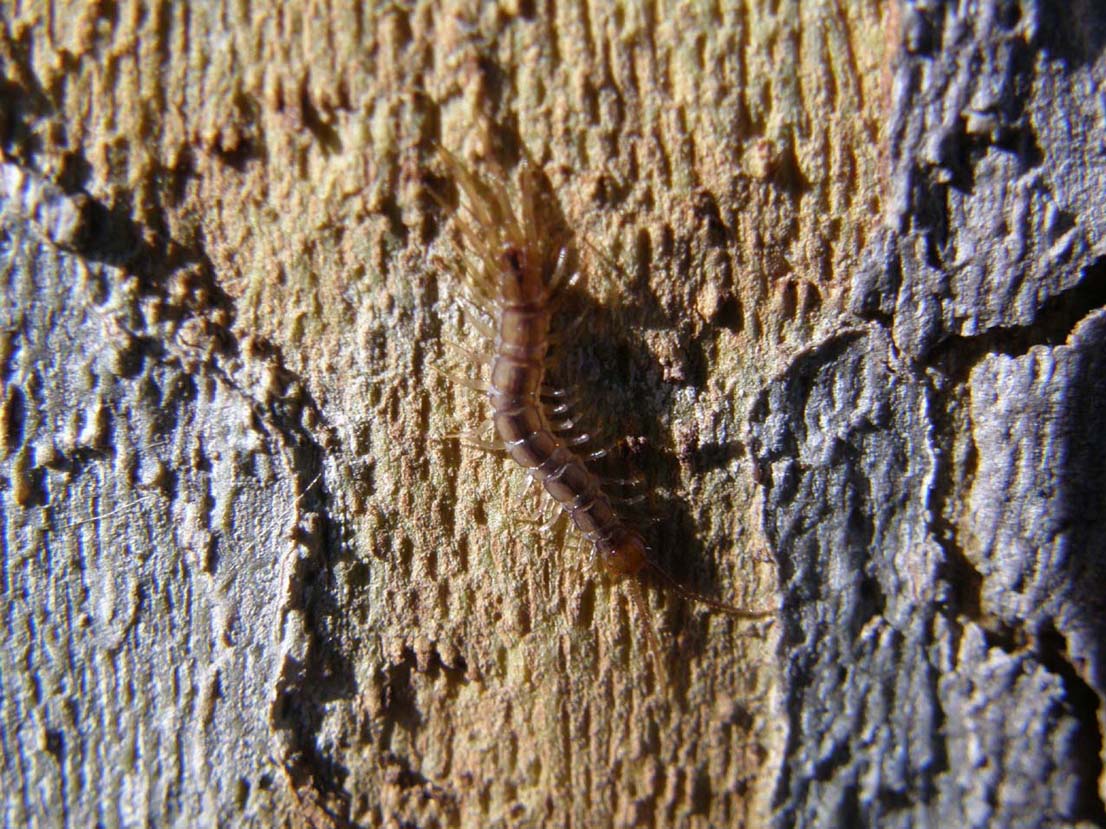 Giovane Lithobiidae