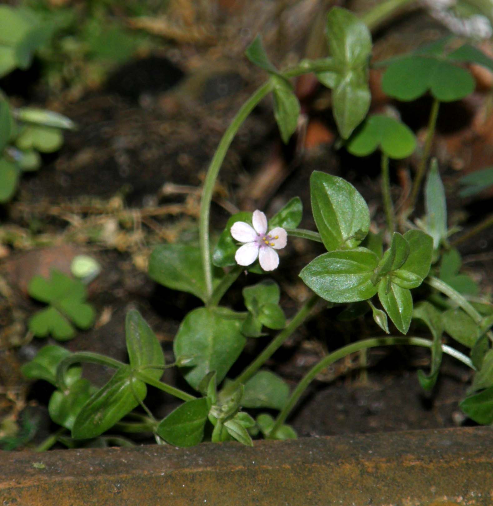 Lysimachia arvensis