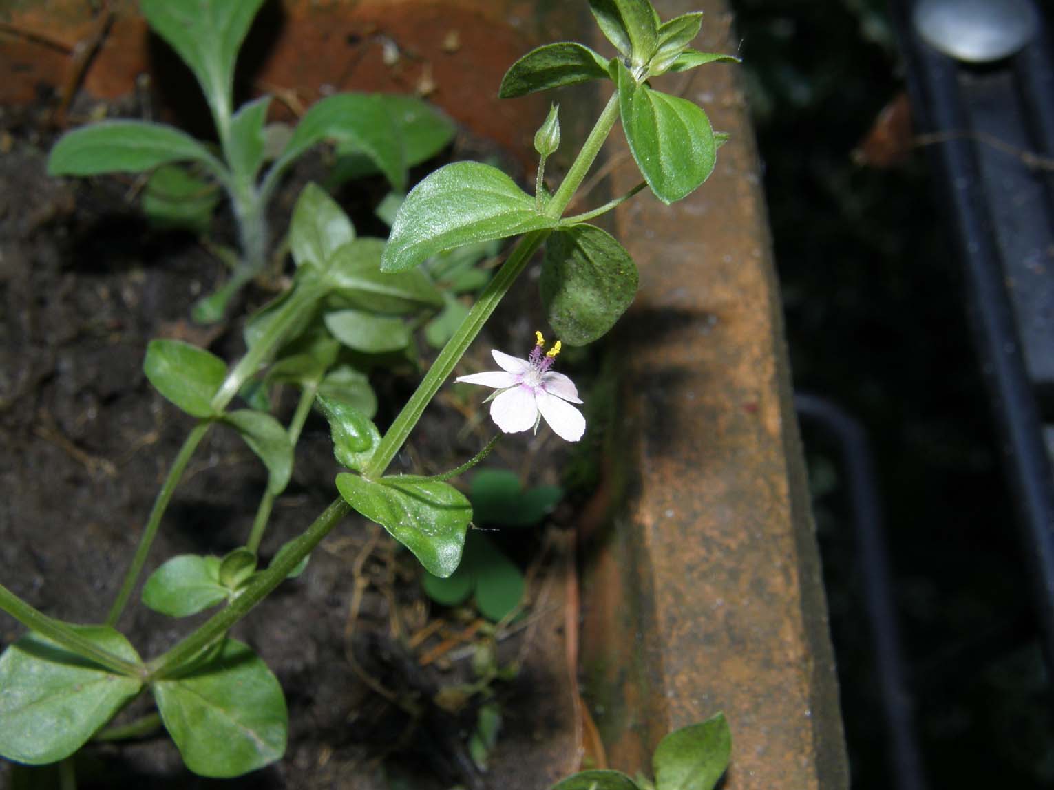 Lysimachia arvensis