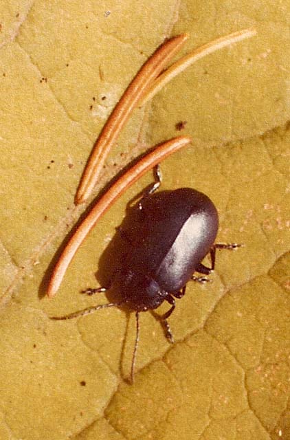 Chrysomelidae: Cryptocephalus cfr. hypocoeridis e Oreina sp.