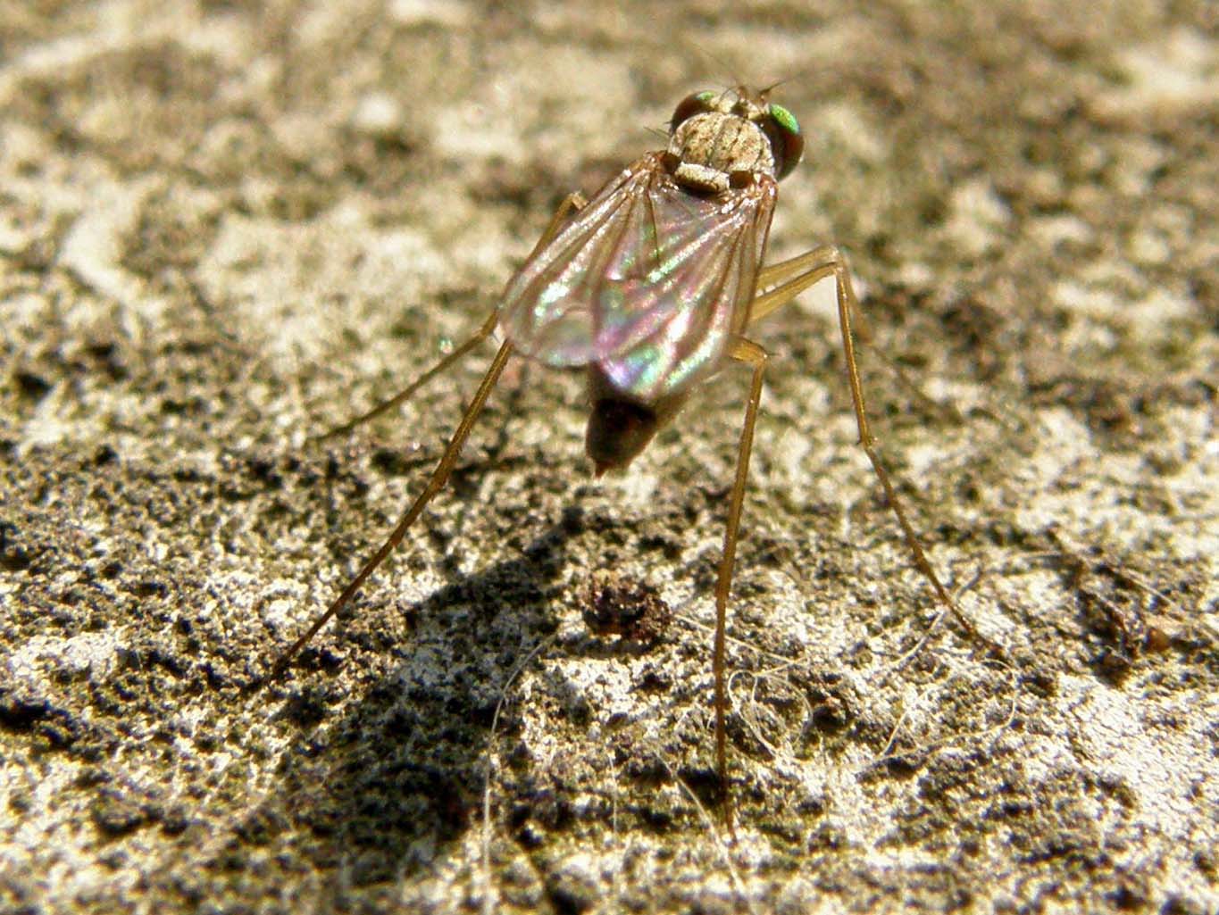 Piccolo dittero...trampoliere