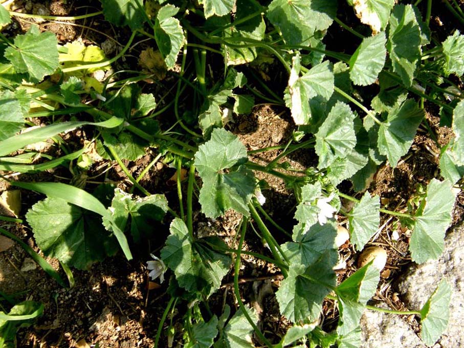 Malva neglecta / Malva domestica