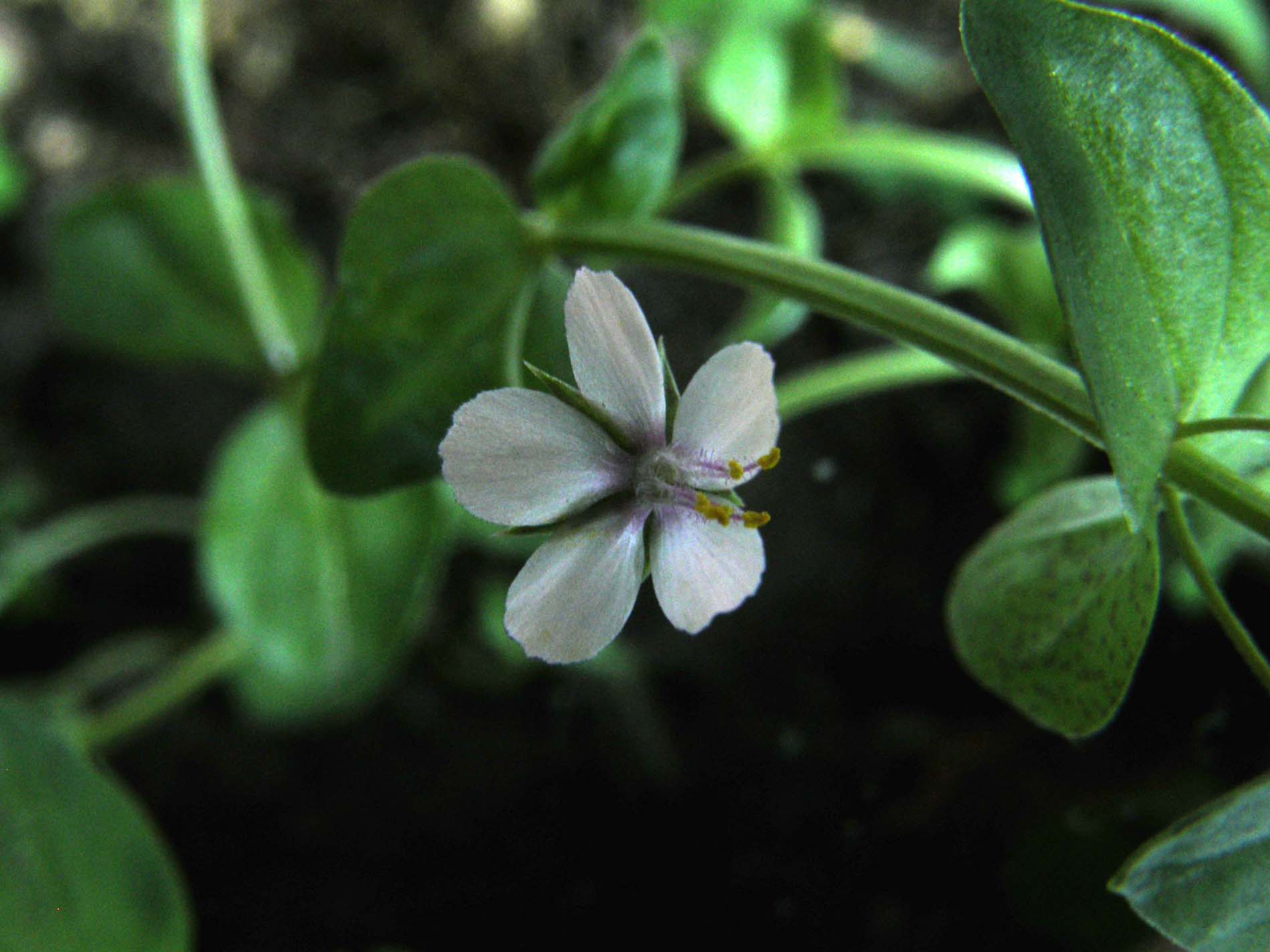 Lysimachia arvensis