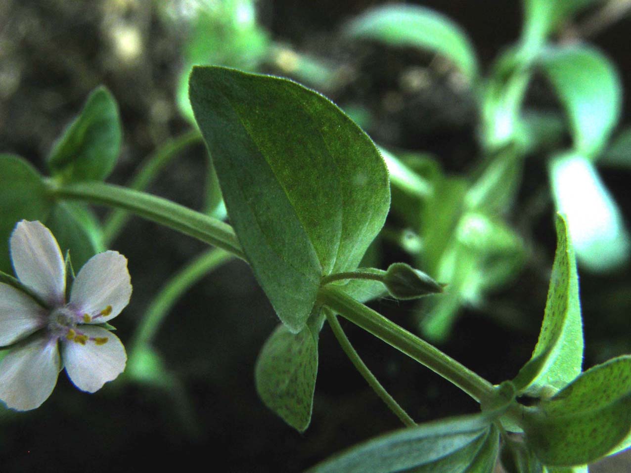 Lysimachia arvensis