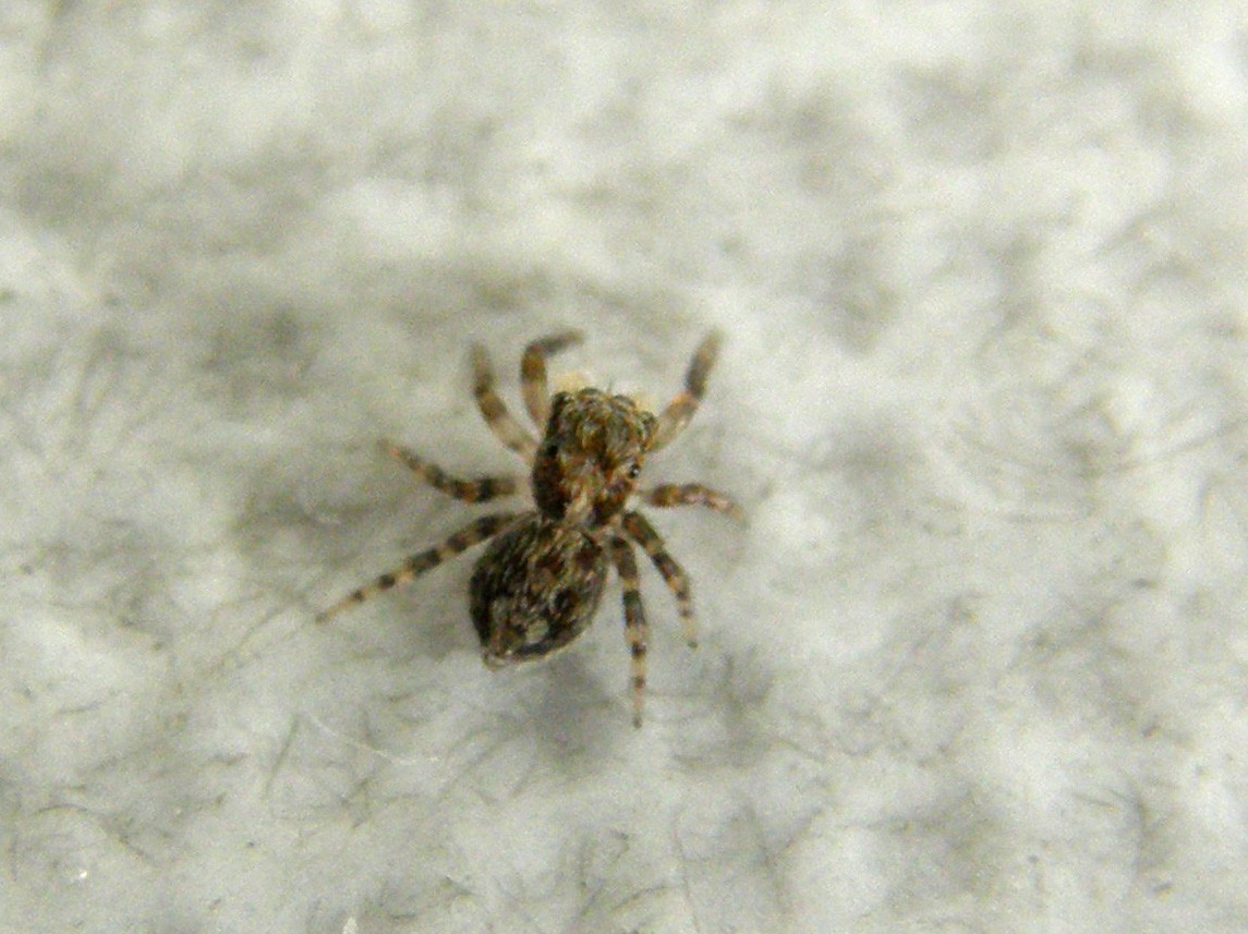 Pseudeuophrys sp.