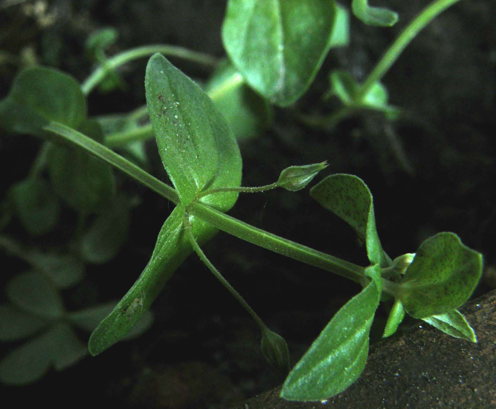 Lysimachia arvensis