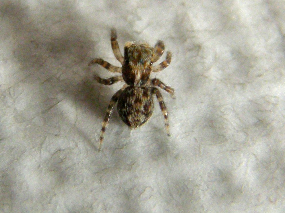 Pseudeuophrys sp.