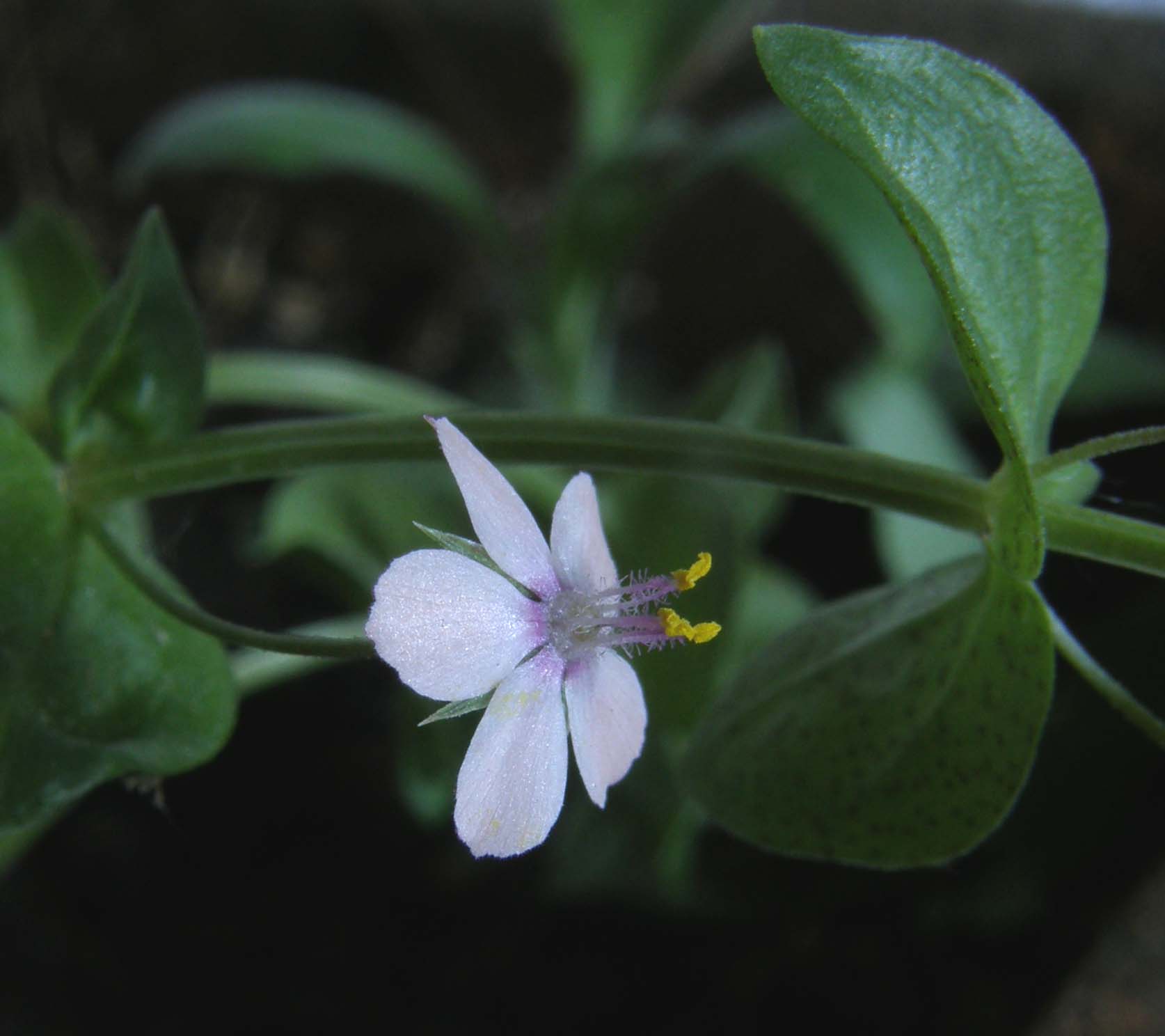 Lysimachia arvensis