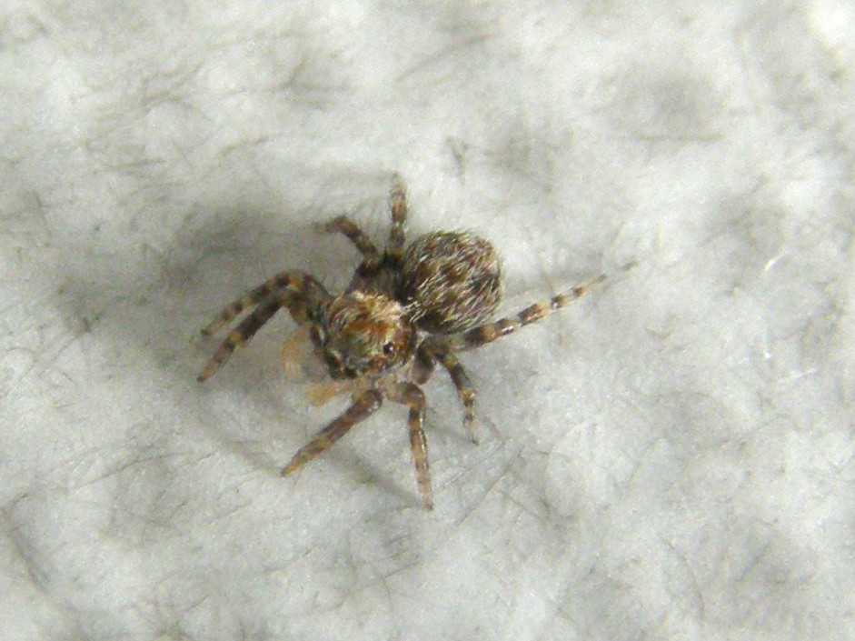 Pseudeuophrys sp.