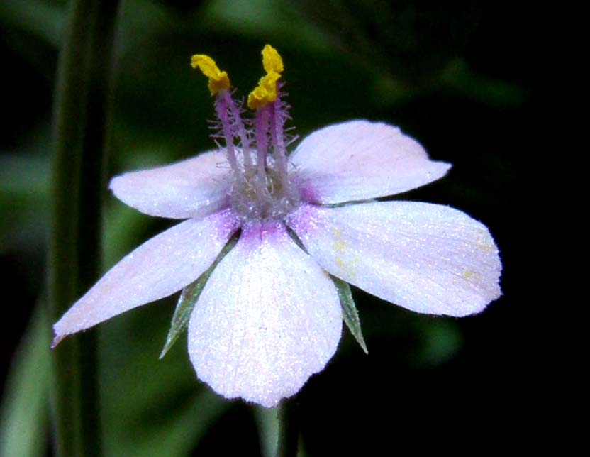 Lysimachia arvensis