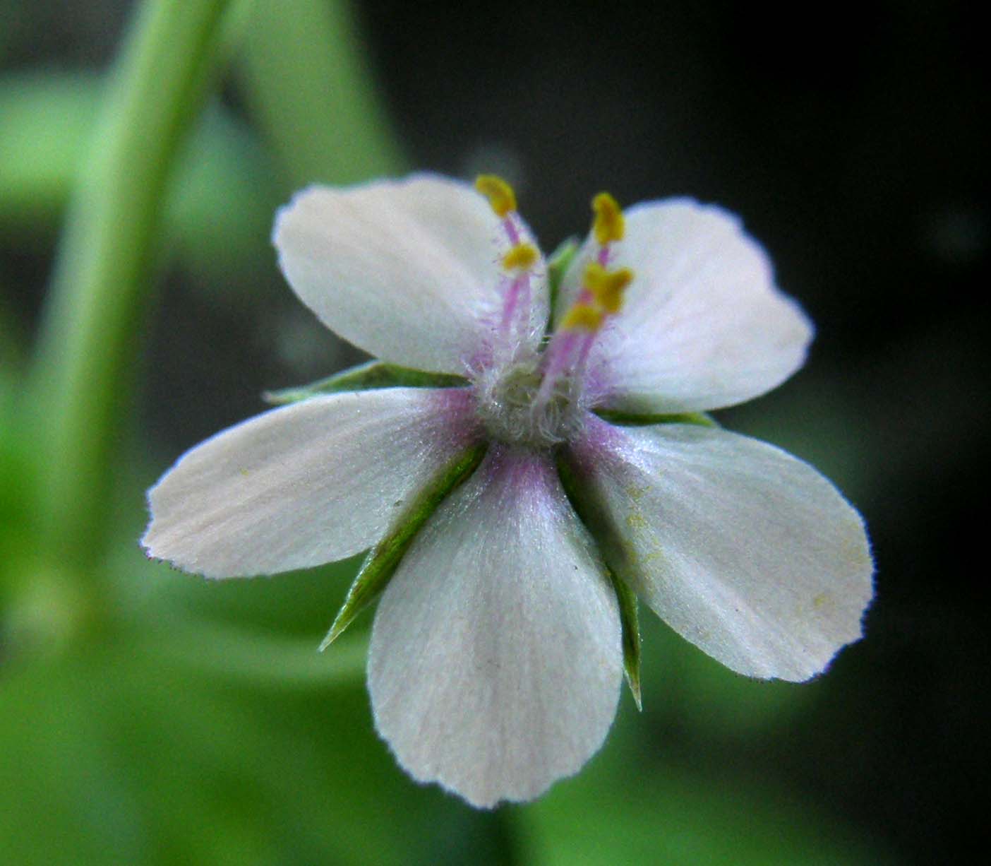 Lysimachia arvensis