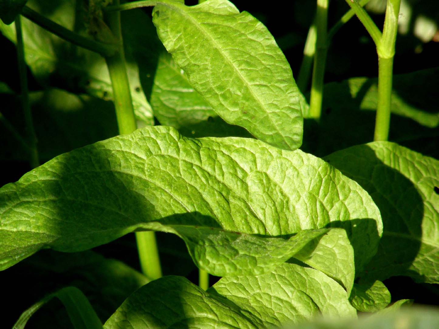 Rumex obtusifolius