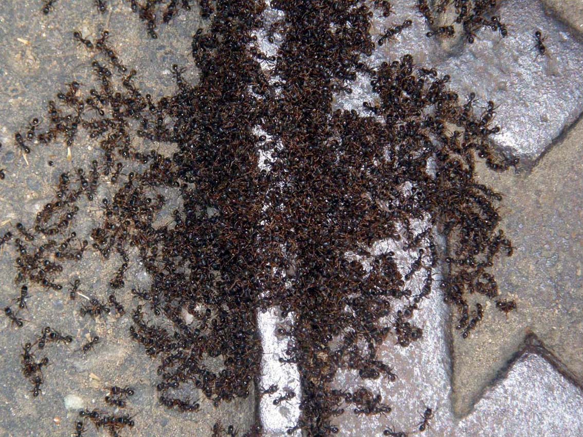 Eccezionale assembramento di formiche: Tetramorium caespitum