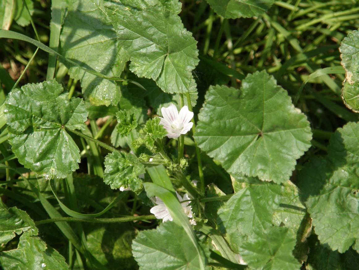 Malva neglecta / Malva domestica