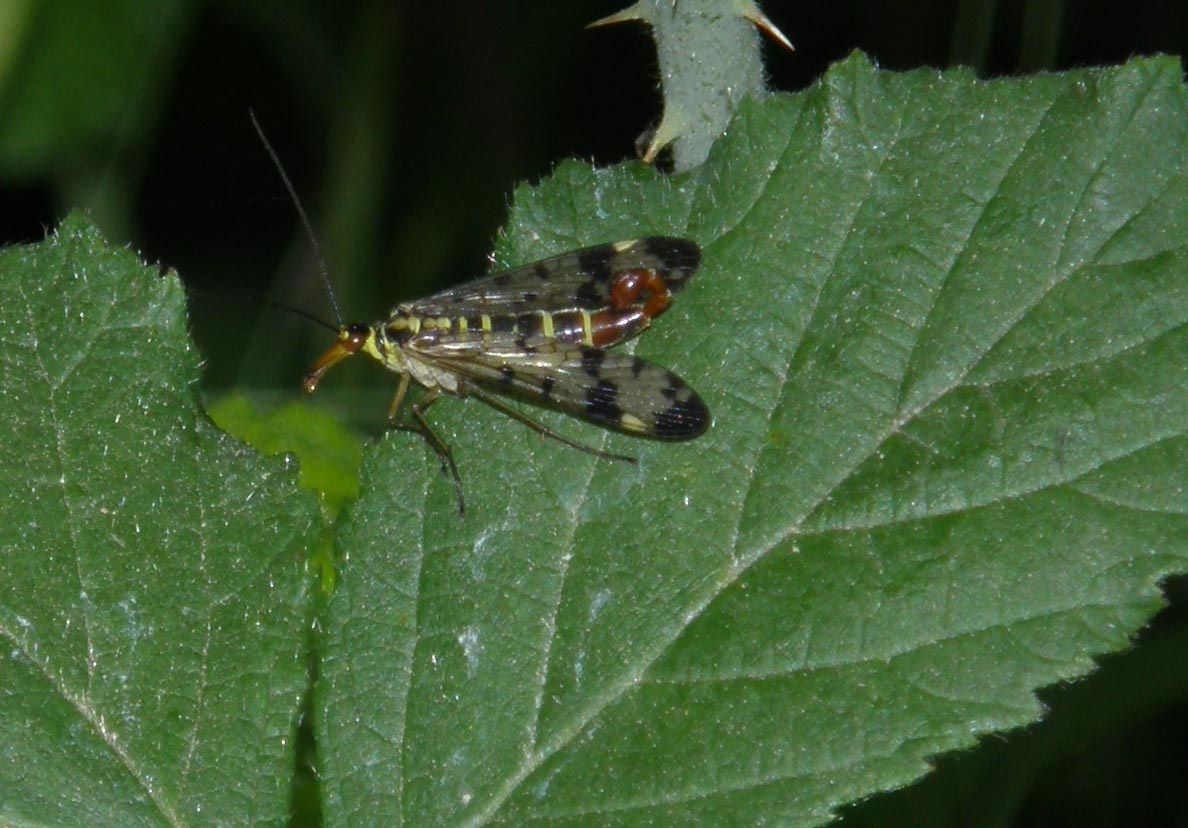 Panorpidae da identificare