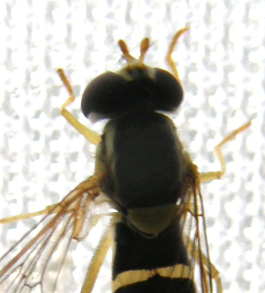 Sphaerophoria sp. (Syrphidae)