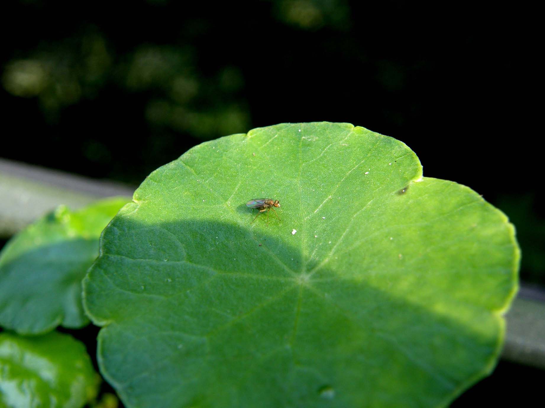 Piccolino da identificare.