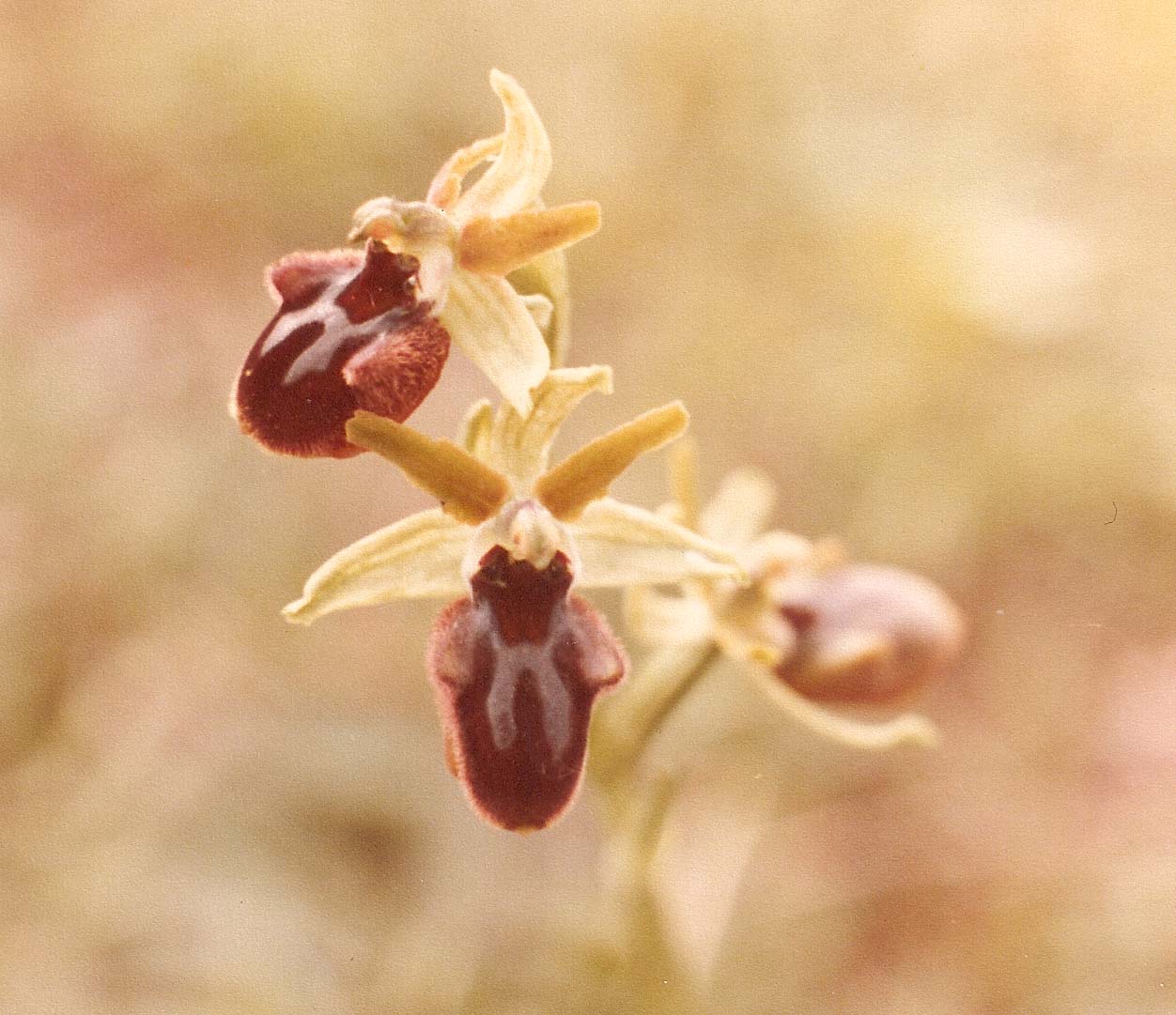 Orchidee del  lago d''Iseo