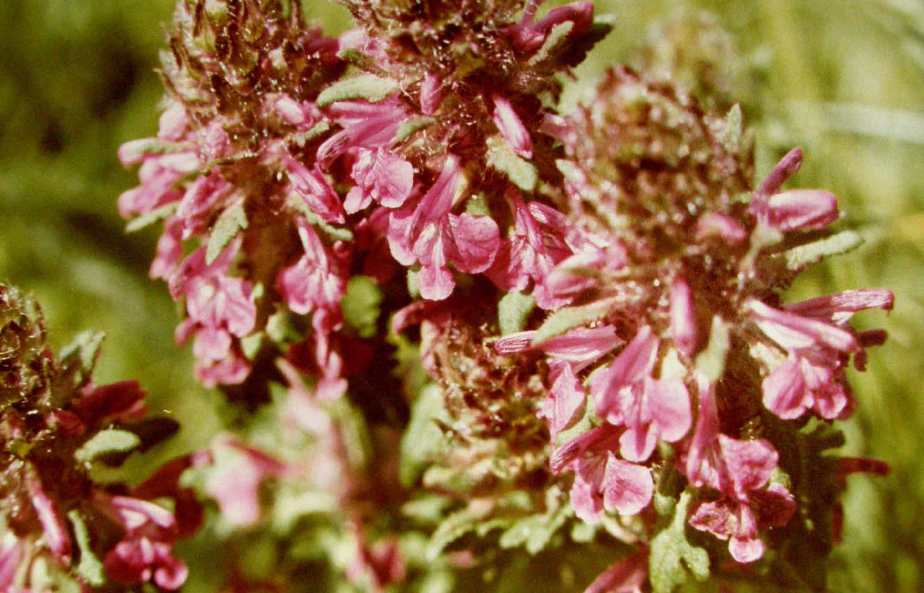 Pedicularis sp. (Lamiales Orobanchaceae) e Bistorta officinalis (Polygonaceae)