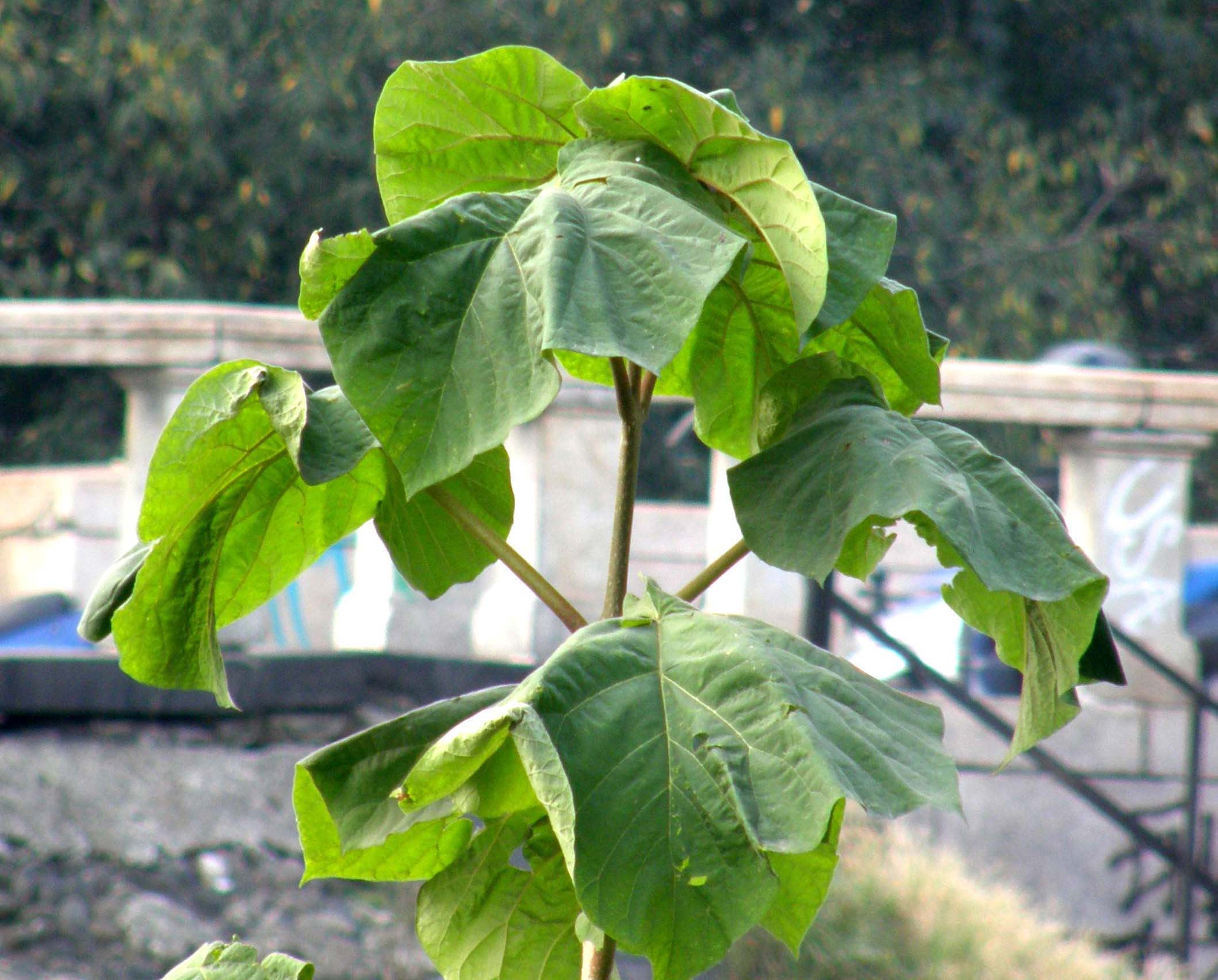 Paulownia tomentosa / Paulownia